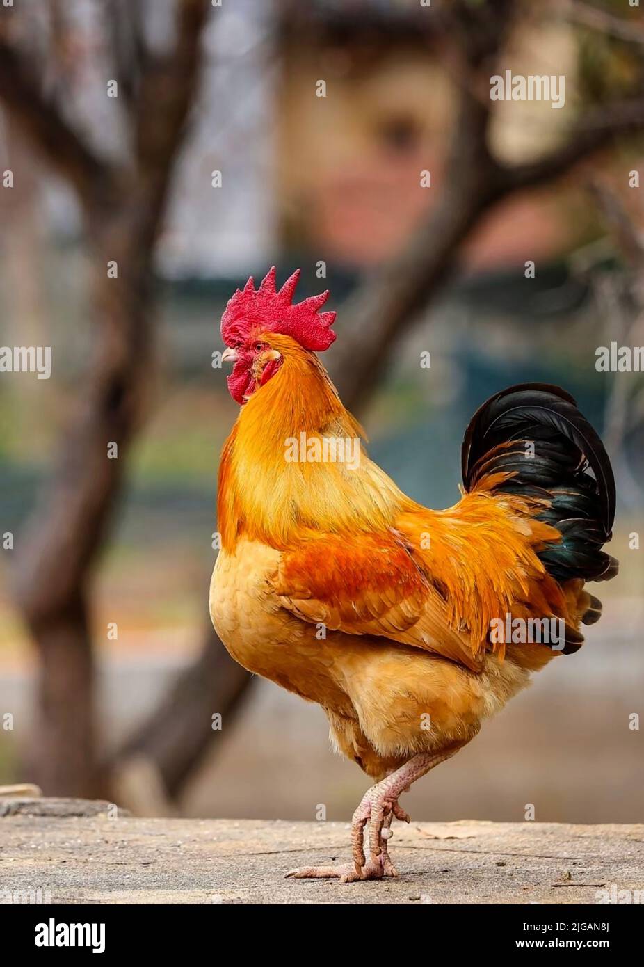 Vertical rooster hires stock photography and images Alamy