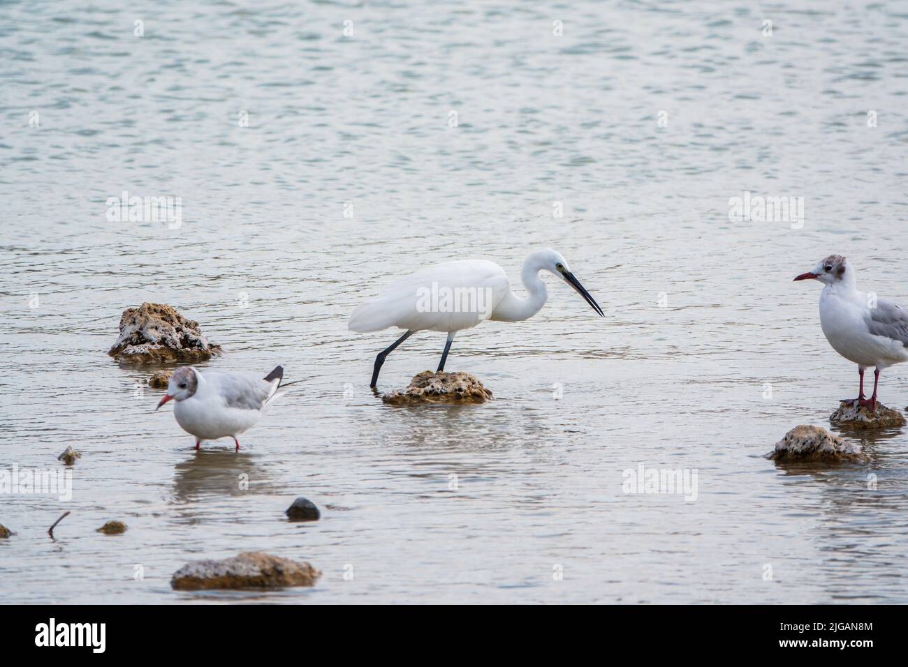The small white heron or Little egret stands in the lake. Small White