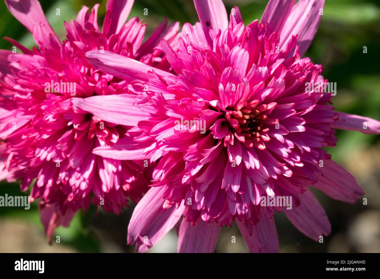 Pink Coneflower, Echinacea 'Mini Belle' Stock Photo