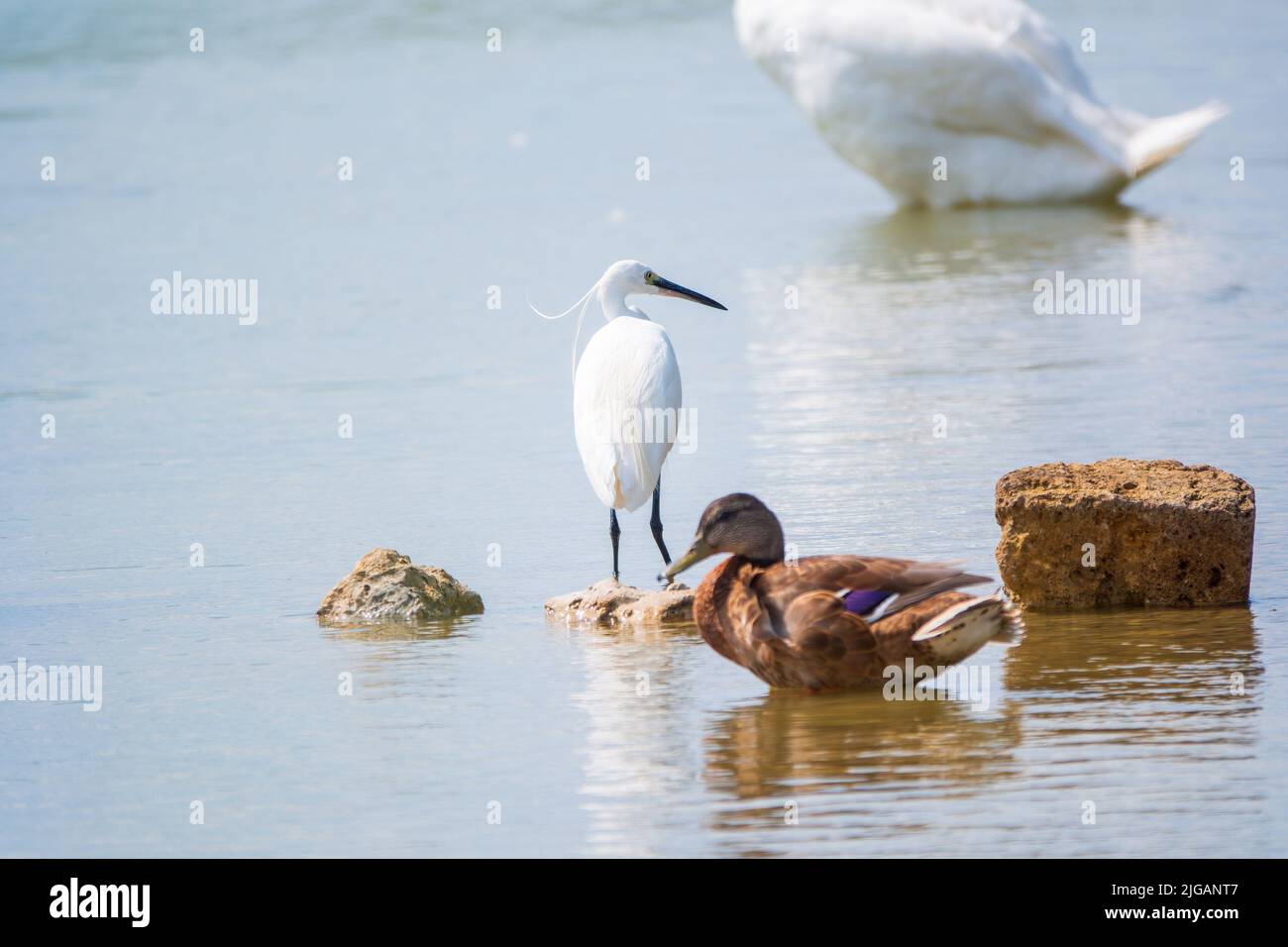 The small white heron or Little egret stands in the lake. Small White
