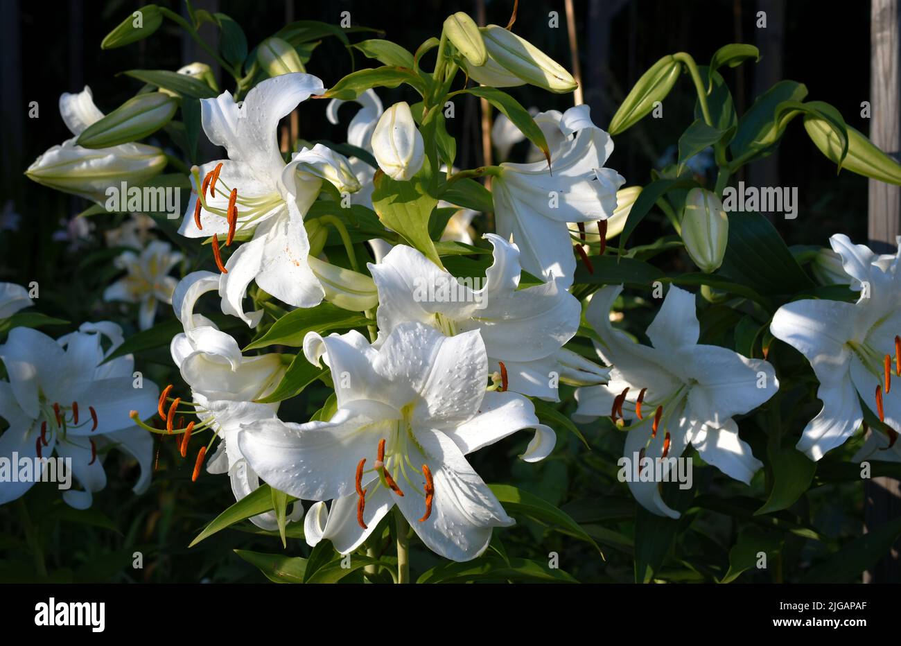 lys blanc Casablanca (jardin du ruisseau de l'église 2022) Stock Photo