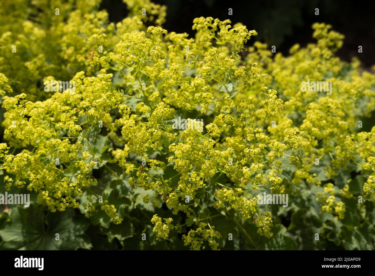 Yellowish-green flowers form clusters of Lady's Mantle or Alchemilla mollis or vulgaris in a summer garden Stock Photo