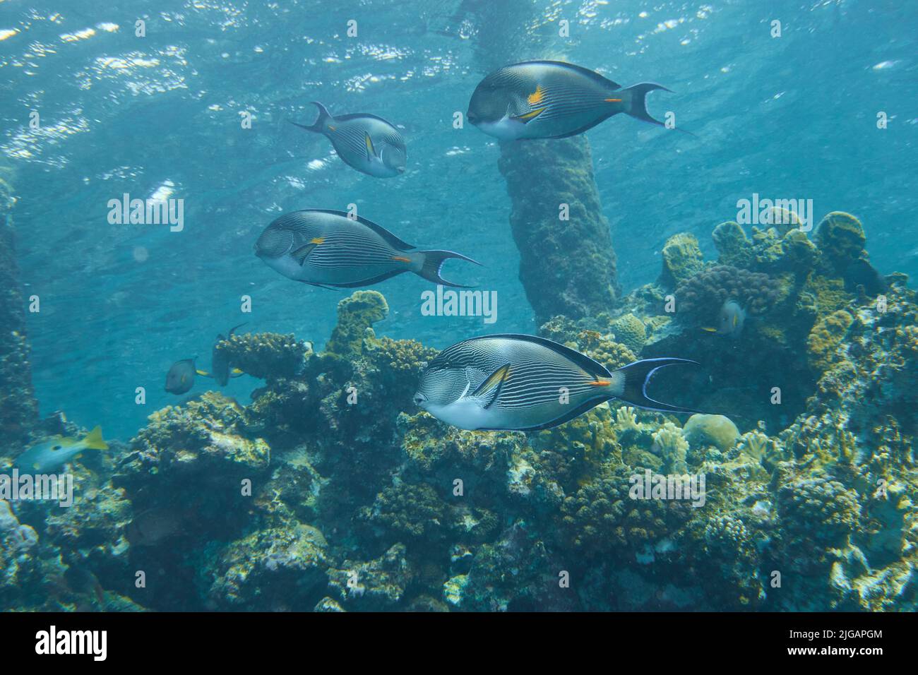 Surgeon fishes hi-res stock photography and images - Alamy