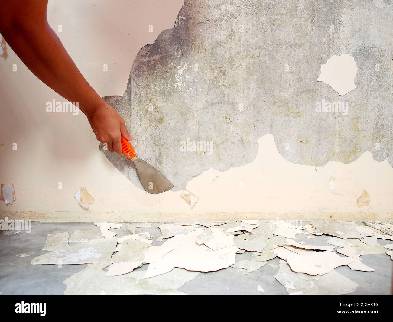 Removing old paint from the old wall by hand with a metal spatula. Painting Preparation at home