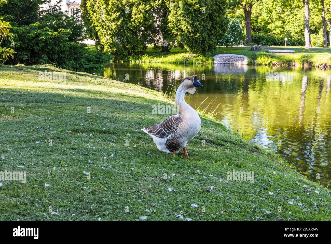 Wild ducks stand on the grass near the pond Stock Photo