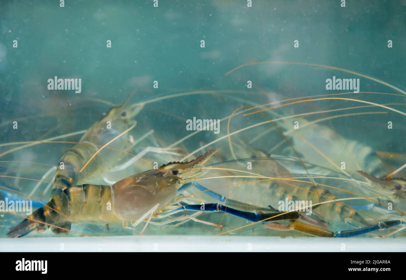 Giant Freshwater Prawn Aquarium Giant Freshwater Prawn Aquarium
