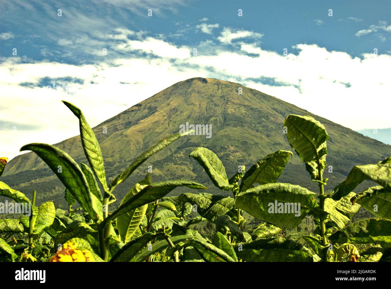 Tobacco plantation in a background of Mount Sundoro in Temanggung, Central Java, Indonesia. With 197.25 thousand metric tons, Indonesia has been ranked on the sixth place on the list of leading tobacco producing countries in 2019—below China, India, Brazil, Zimbabwe, and the US, according to Statista.  'Around six million people have been relying on tobacco for livelihood,' said Budidoyo, head of AMTI (Indonesia's tobacco society alliance), as quoted by CNBC Indonesia on on June 10, 2021. Stock Photo