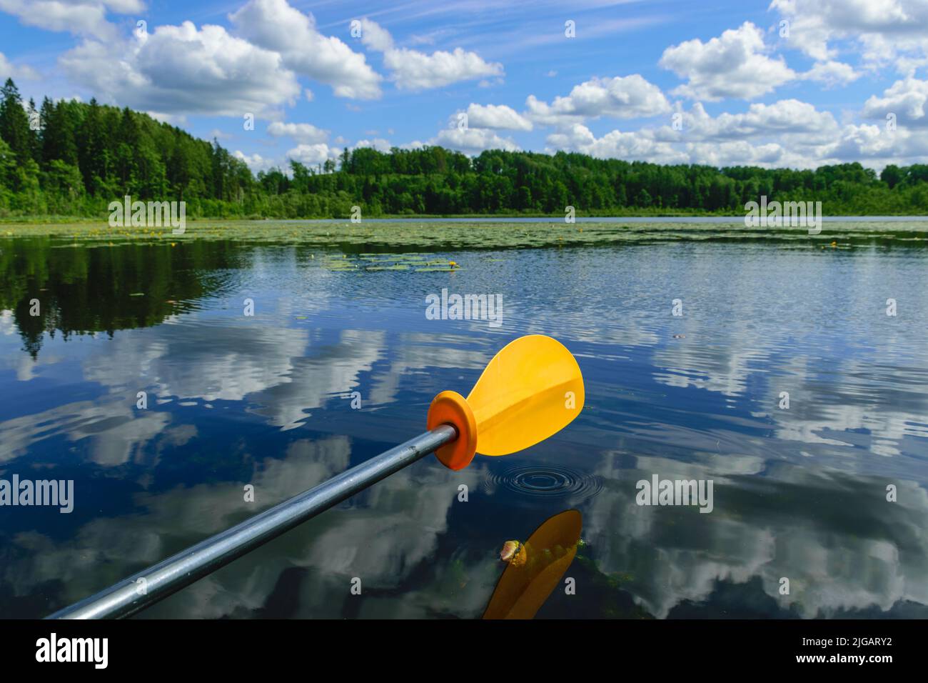 view of a small pond, green water lily leaves, reflections of clouds on the surface of the lake