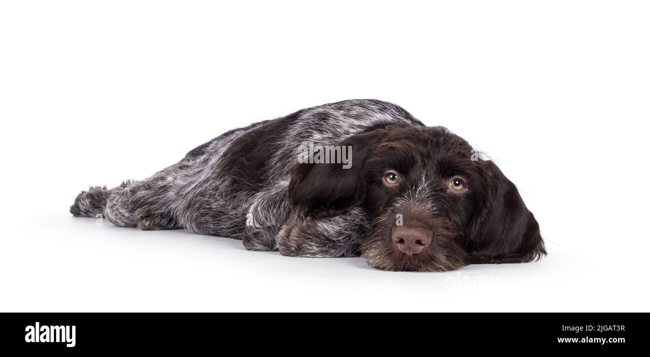 Young brown and white German wirehaired pointer dog pup, laying down head down. Looking straight to camera. Isolated on a white background. Stock Photo