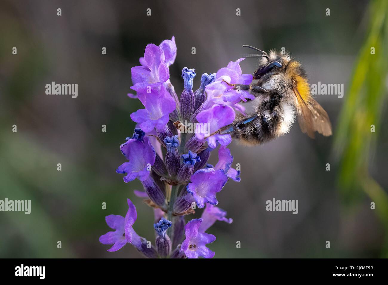 The large garden bumblebee or ruderal bumblebee pollinating a flower. Pollination is an essential part of plant reproduction. Stock Photo