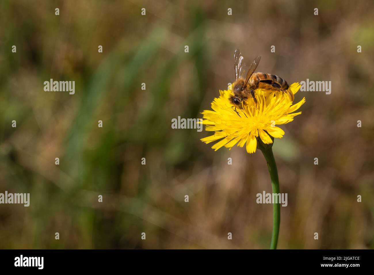 The bee pollinating a flower. Pollination is an essential part of plant