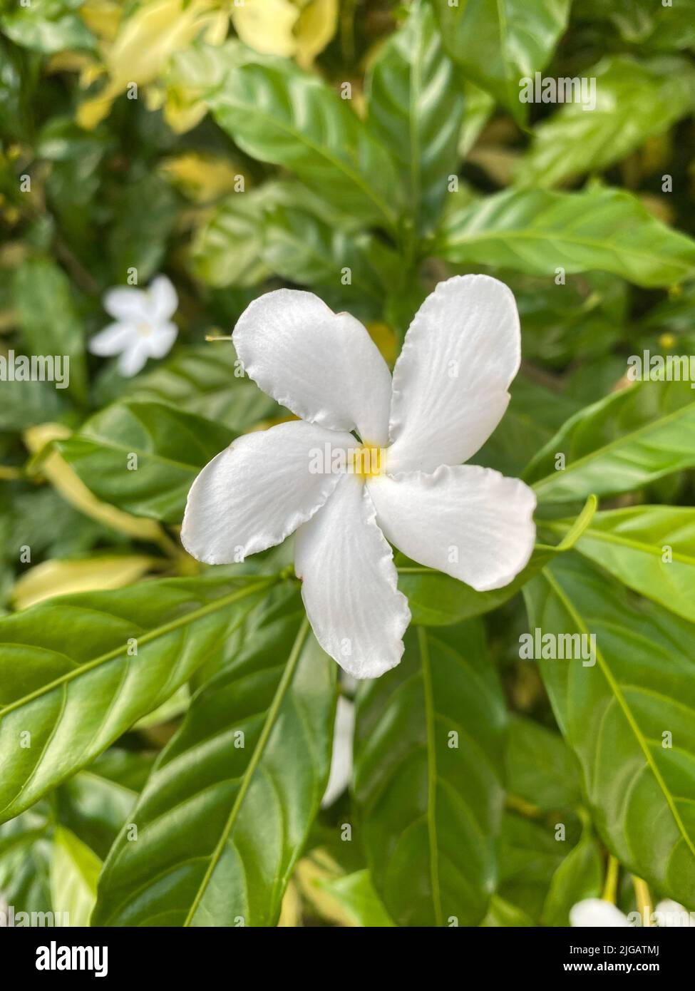 A vertical shot of a white pinwheelflower with green leaves in a blurred background Stock Photo