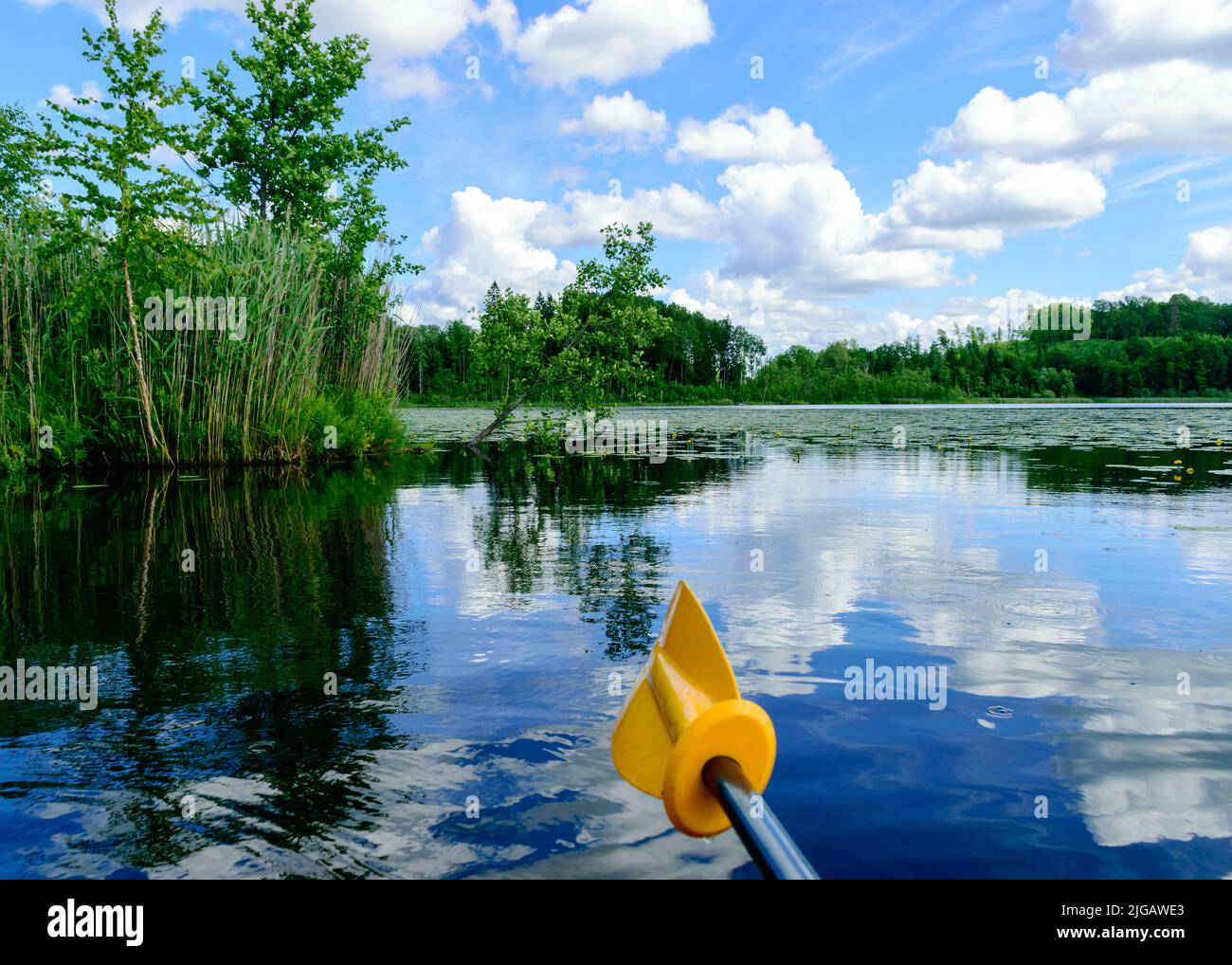 view of a small pond, green water lily leaves, reflections of clouds on the surface of the lake