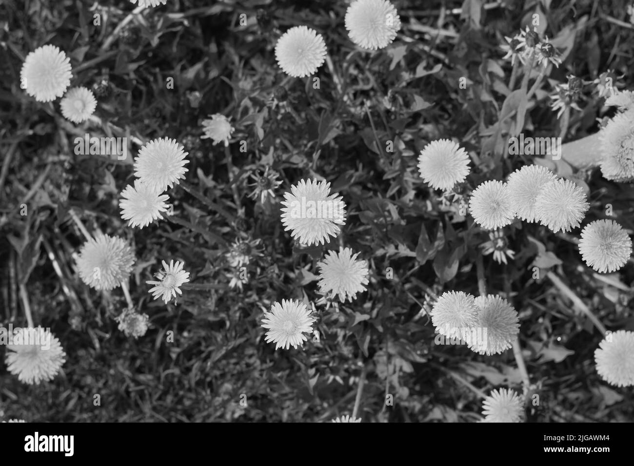 Full wildflowers Black and White Stock Photos & Images - Alamy