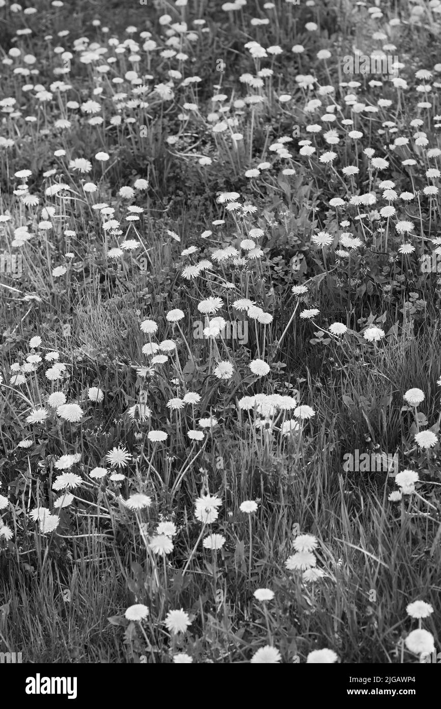 Full wildflowers Black and White Stock Photos & Images - Alamy