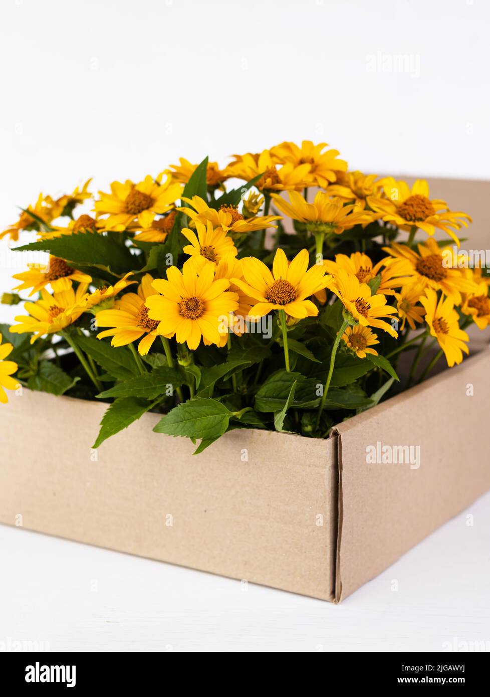 Bouquet of Silphium flowers in a cardboard box. Silphie plant fibers use  for made eco-friendly package Stock Photo - Alamy