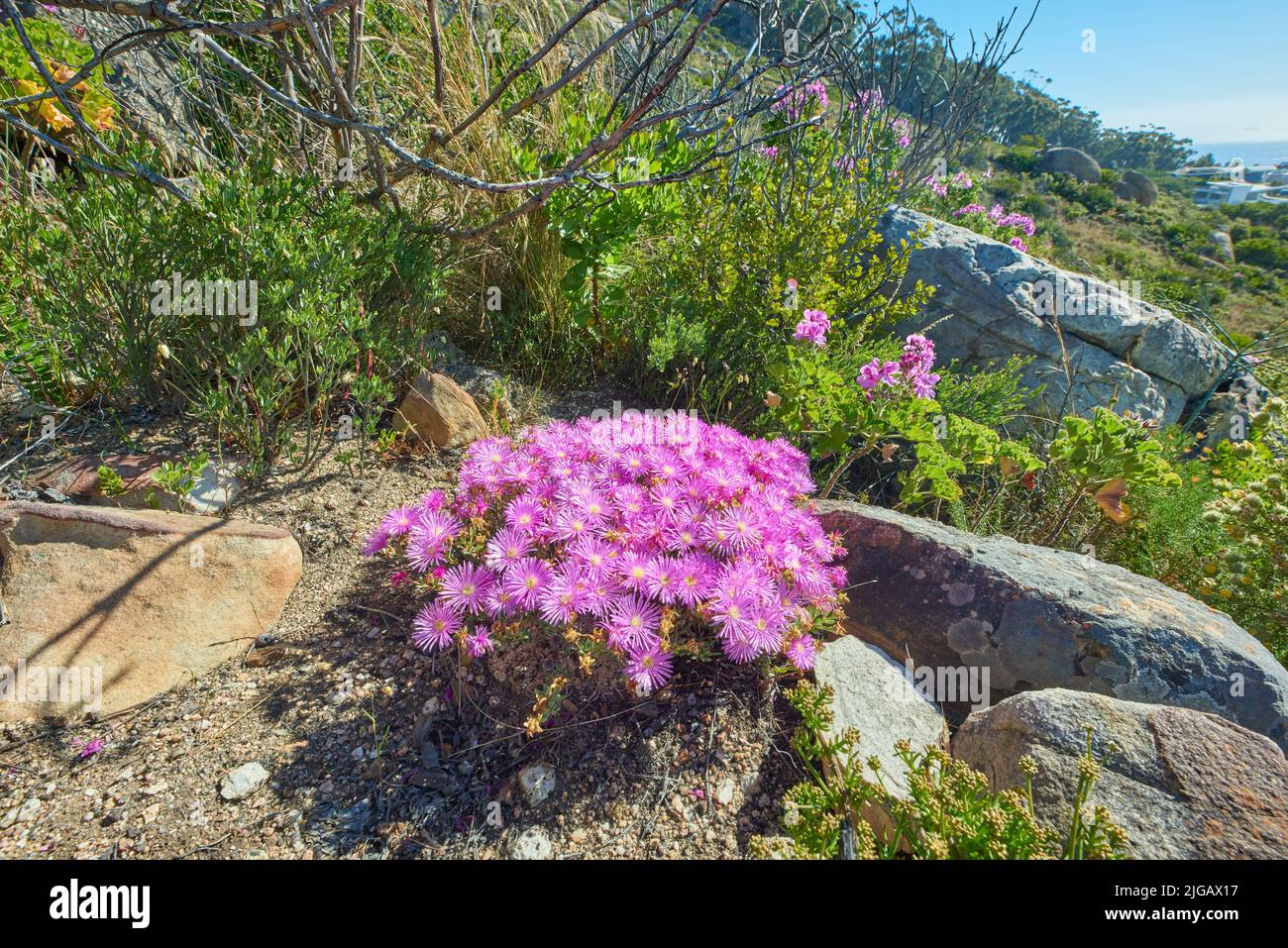 Above shot of purple drosanthemum floribundum succulent plants growing outside in their natural habitat. Nature has many species of flora and fauna. A Stock Photo