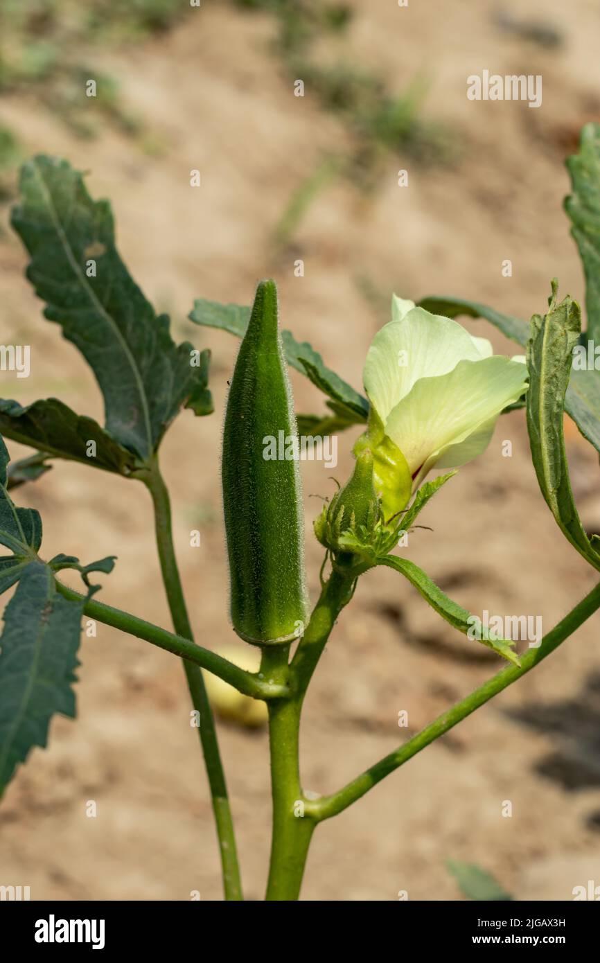 Okro or Okra Abelmoschus esculentus or Lady finger contains fairly good quantities of fiber, half of which is explainable fiber in the form of epoxies Stock Photo