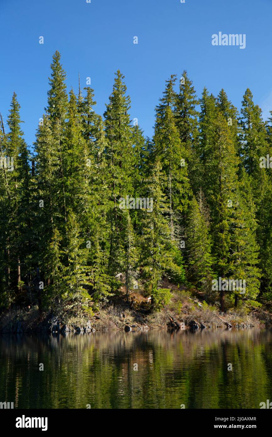 Fish Lake, Willamette National Forest, McKenzie Pass-Santiam Pass National Scenic Byway, Oregon Stock Photo