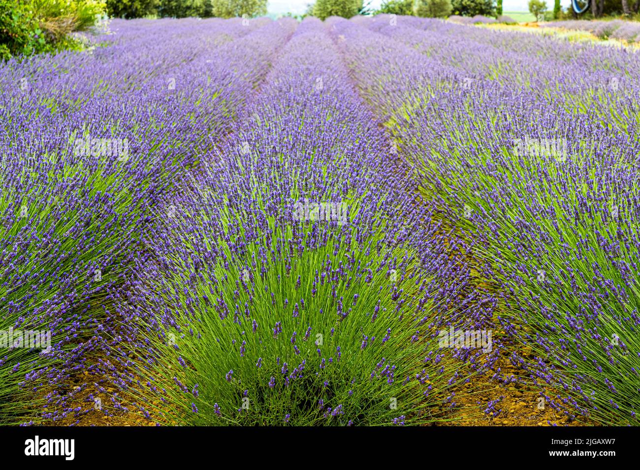 Lavender field in Gignac, France. Strictly speaking, this is a lavandin field. Lavandin is a hybrid lavender from a cross between the spirea lavender (Lavandula latifolia) and the true lavender (Lavandula angustifolia). This hybrid was not created by man, but accidentally by insect pollination, and was first discovered in 1930. Lavandin is more productive and therefore gradually displaces the true lavender from cultivation Stock Photo