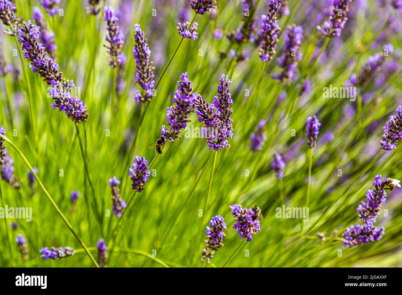 Flower panicles of lavender. However, lavandin is grown in this field. True lavender and lavandin are related, but between the true lavender (Lavandula angustifolia) and lavandin (Lavandula Super) there is a difference, among other things, in the nuances of fragrance, medicinal effect and yield Stock Photo