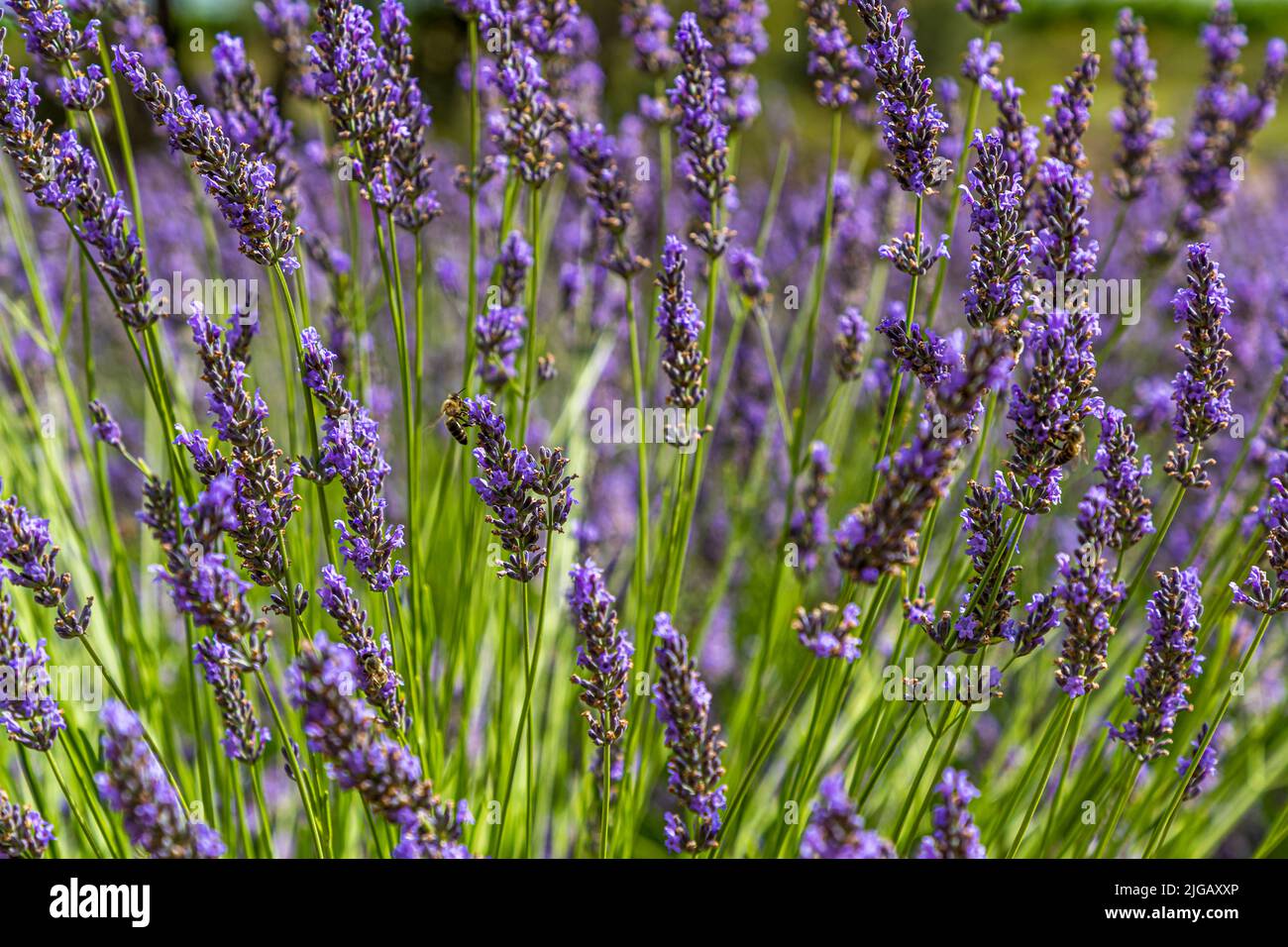 Lavandin is a hybrid lavender from a cross between the spirea lavender (Lavandula latifolia) and the true lavender (Lavandula angustifolia). This cross was not created by man, but accidentally by insect pollination, and was first discovered in 1930. Lavandin is more productive and therefore gradually displaces the true lavender from cultivation Stock Photo