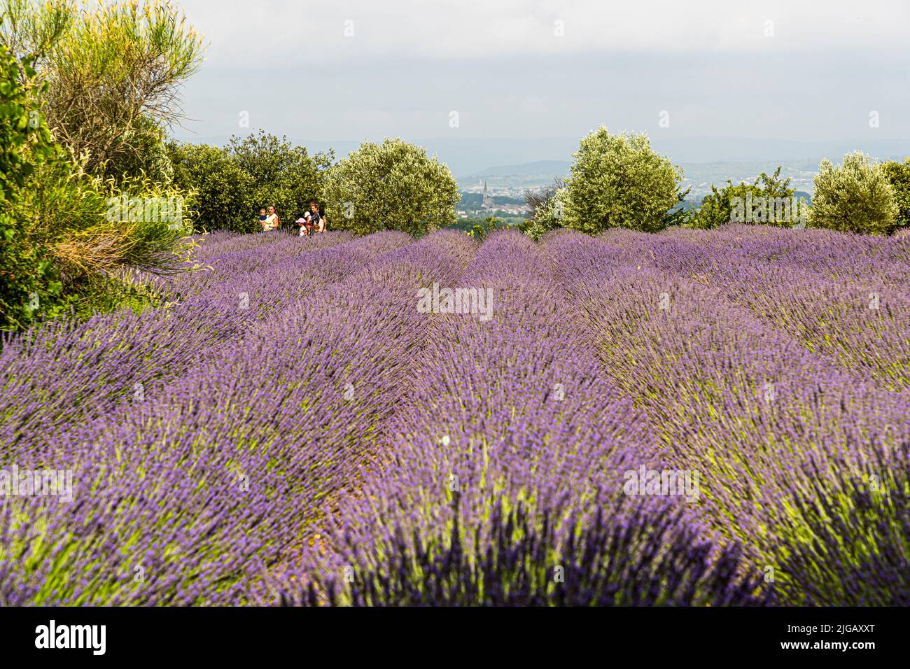 The lavender bloom in Provence always attracts visitors. This lavender field in Gignac is the only one in the Hérault department of the French Occitanie region. The lavender fields are also used as an event location. As soon as the flowering begins, there are picnics or dinners with several courses at the fragrant field Stock Photo