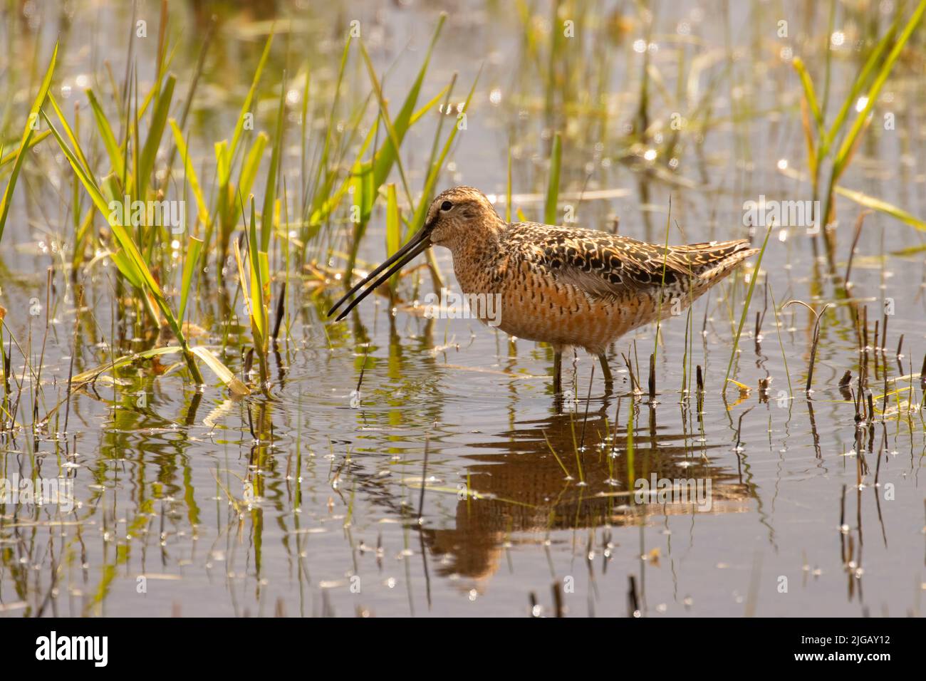 Long-billed Dowitcher (Limnodromus scolopaceus), Malheur National Wildlife Refuge, Oregon Stock Photo