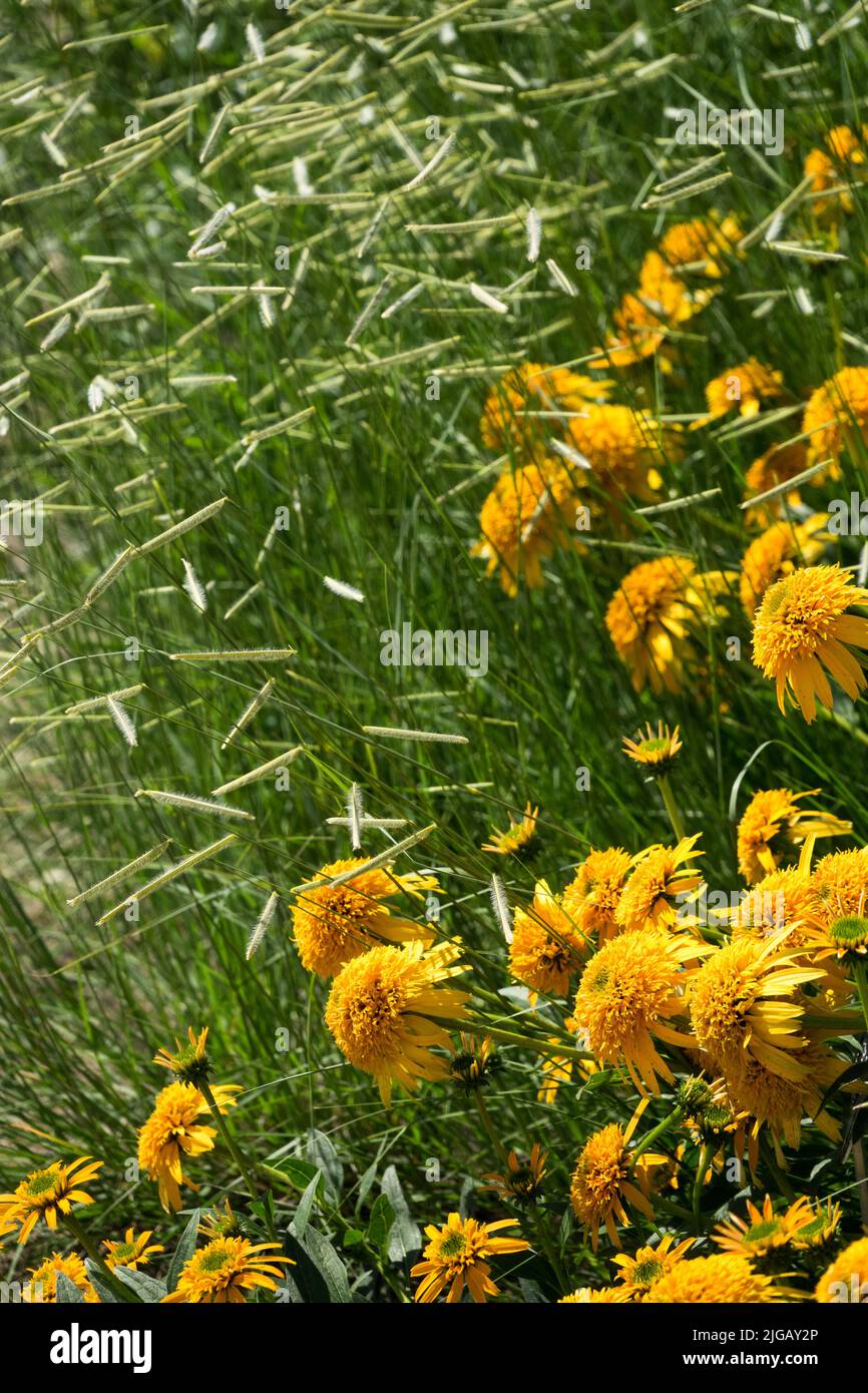 Summer, Season, Plants, Perennials, Yellow, Coneflower, Echinacea, Beauty, Garden, Grass Bouteloua gracilis 'Blonde Ambition' Stock Photo
