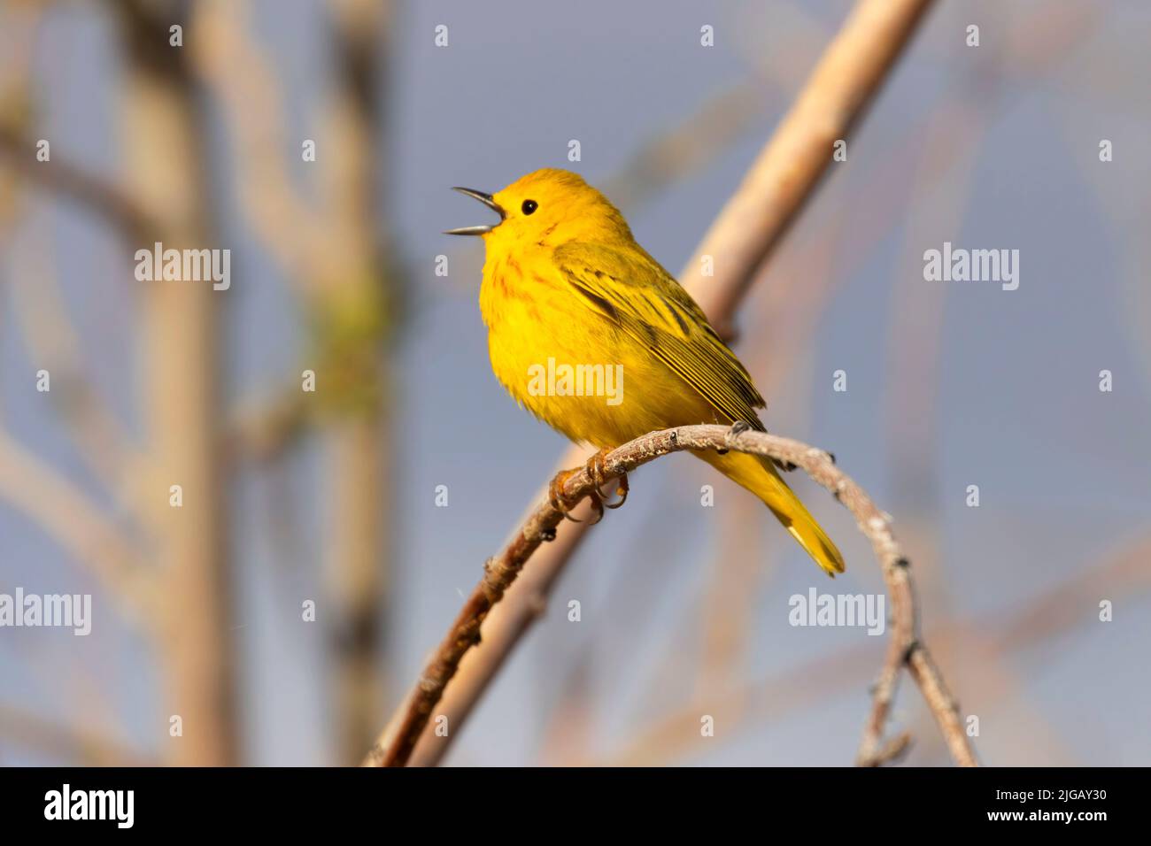 Yellow warbler (Setophaga petechia), Malheur National Wildlife Refuge
