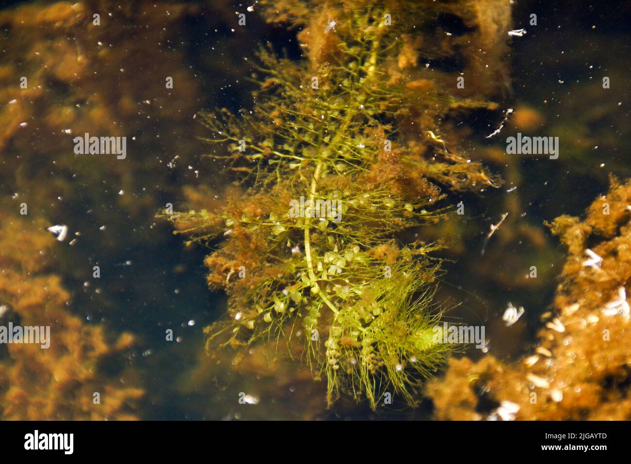 Floating traps of aquatic bladderwort (Utricularia australis), Tasmania, Australia Stock Photo