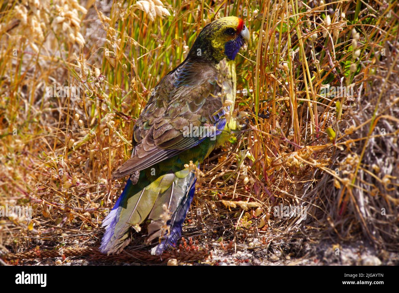 Green Rosella (Platycercus caledonicus), broad-tailed parrot, bird on Tasmania Stock Photo