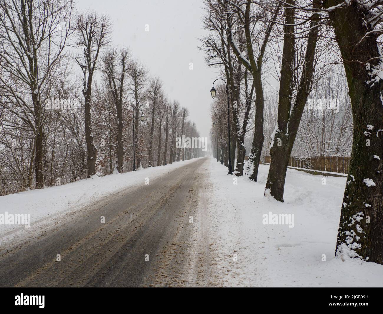 Snowy road with beautiful old trees in Ciechocinek in Poland in Winter, East Europe. Stock Photo