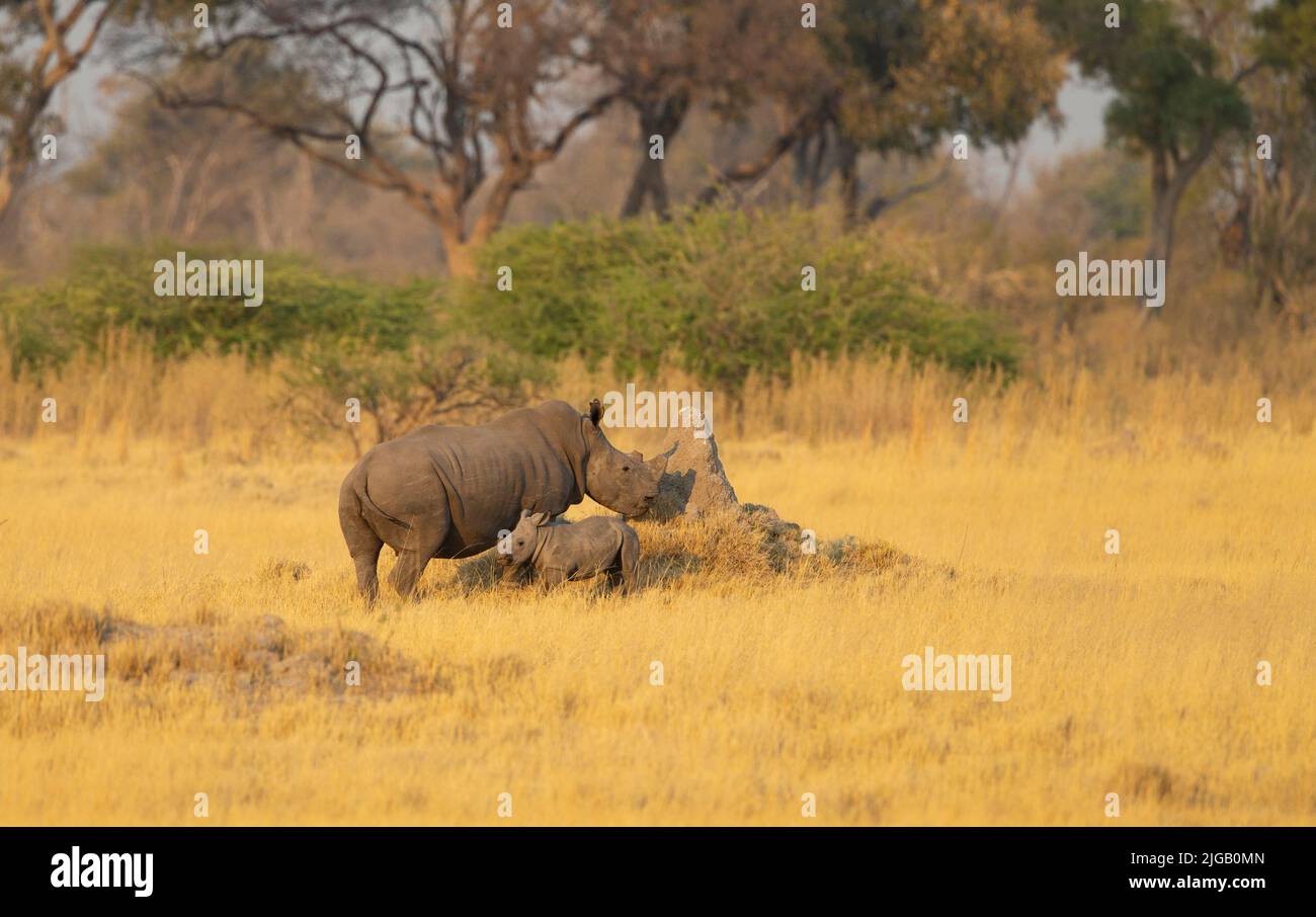 White Rhinoceros (Ceratotherium simum) and calf in gold savanna grass Stock Photo