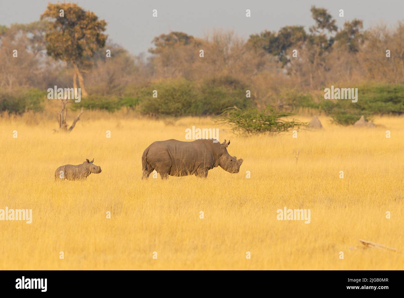 White Rhinoceros (Ceratotherium simum) and calf in gold savanna grass Stock Photo