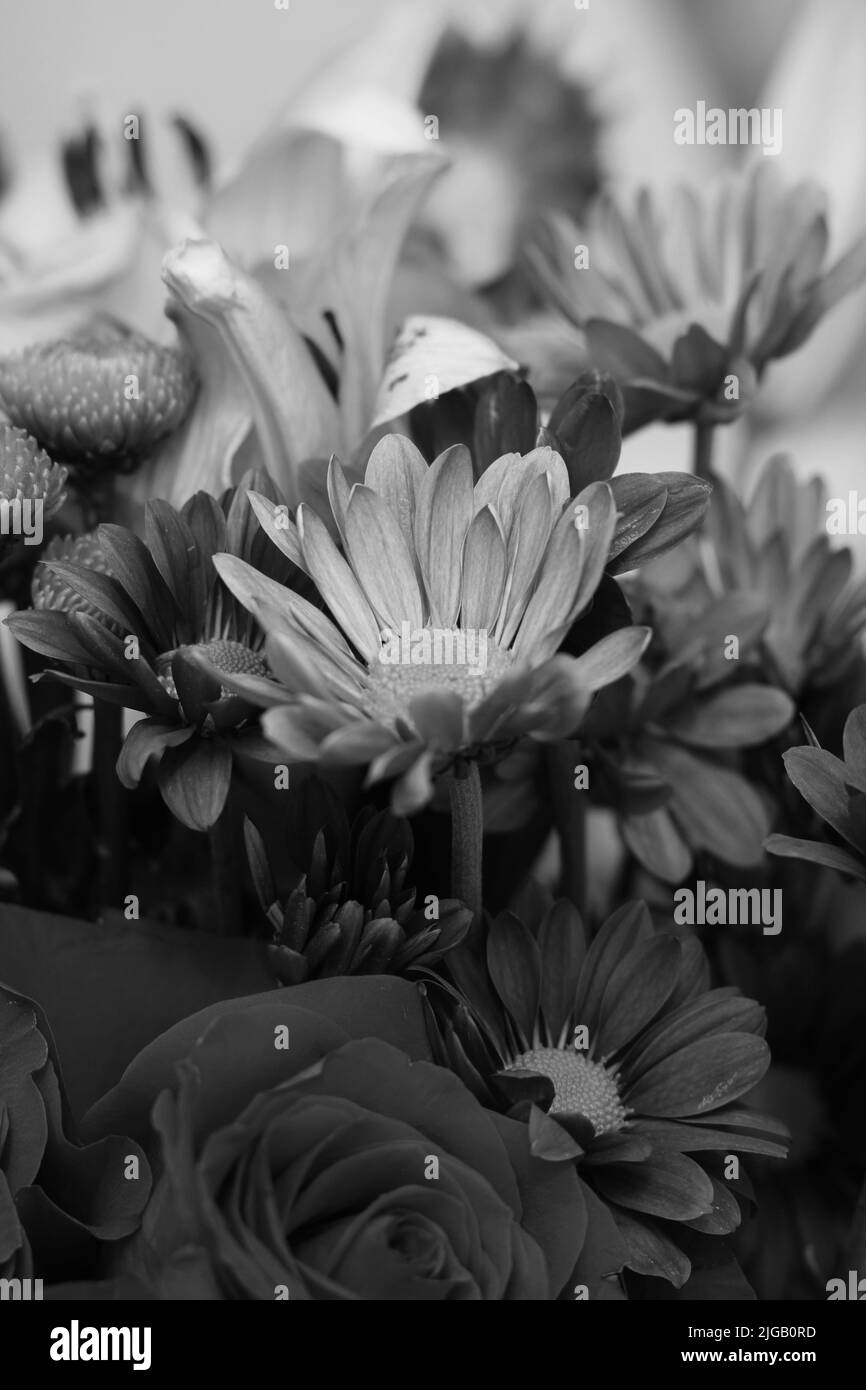 Warm weather blooms Black and White Stock Photos & Images - Alamy