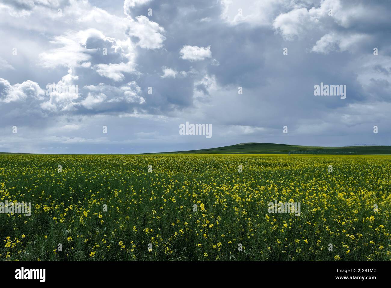 Blossoming rapessed fields with yellow flowers Stock Photo