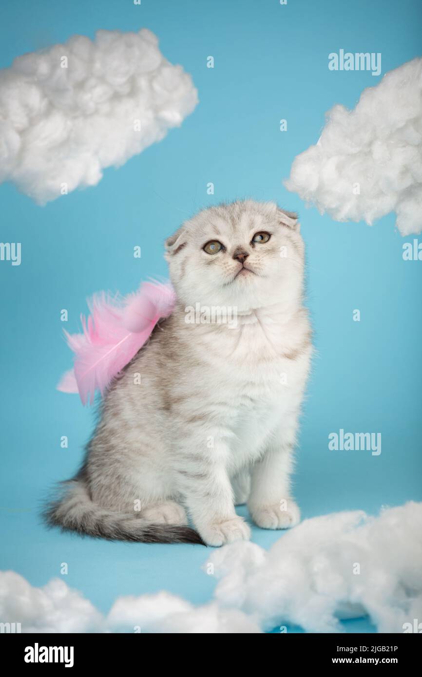 Cute charming angel shaped scottish kitten with pink little wings sits on a blue sky background among white clouds. Portrait of lovely fluffy cat. Stock Photo