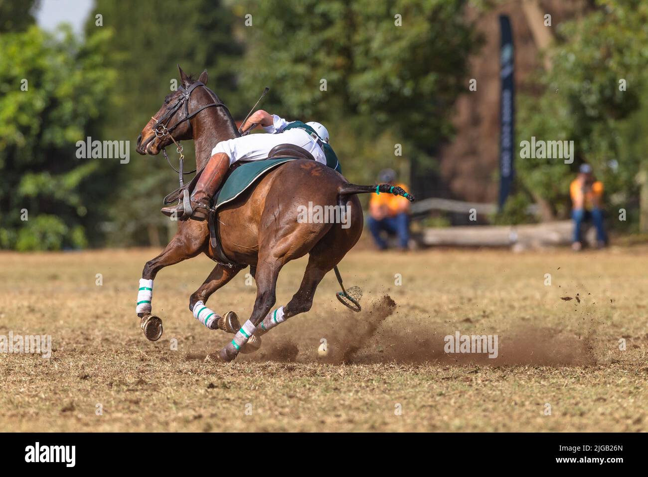 Player horse pony rider unrecognizable scoops ball with racket off the ground action play at polo-cross game. Stock Photo