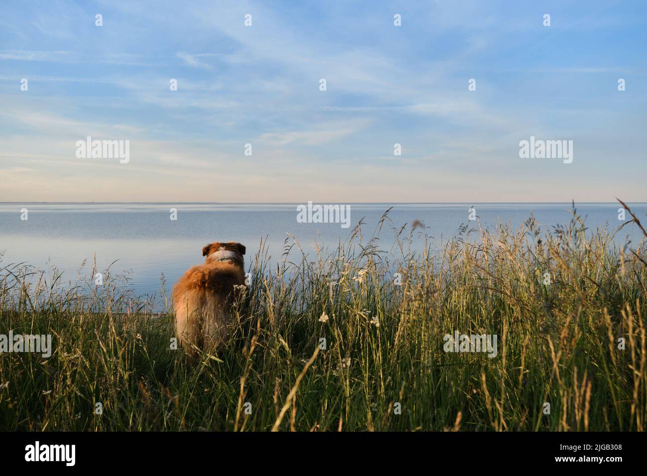 Novgorod region, Russia Lake Ilmen. Young teenage Australian Shepherd puppy stands in tall grass and admires sea or river. Cropped aussie tail, rear v Stock Photo