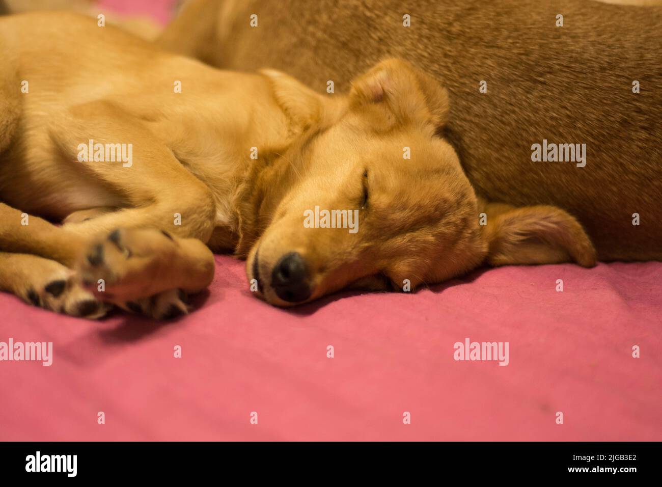 A brown puppy sleeping on a pink couch Stock Photo