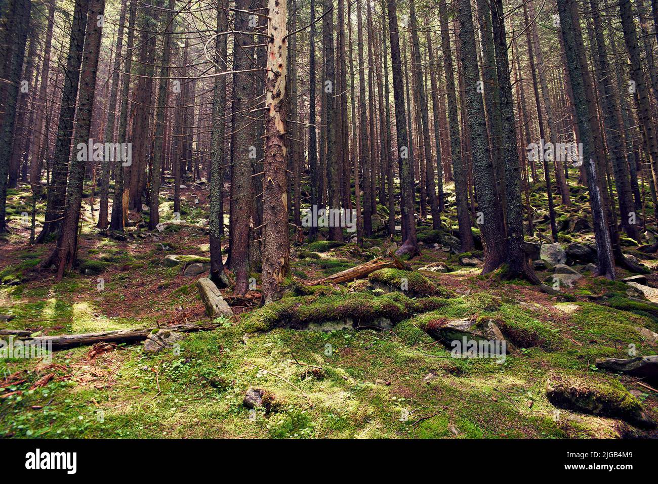 Thick mist in wet mountains hi-res stock photography and images - Alamy