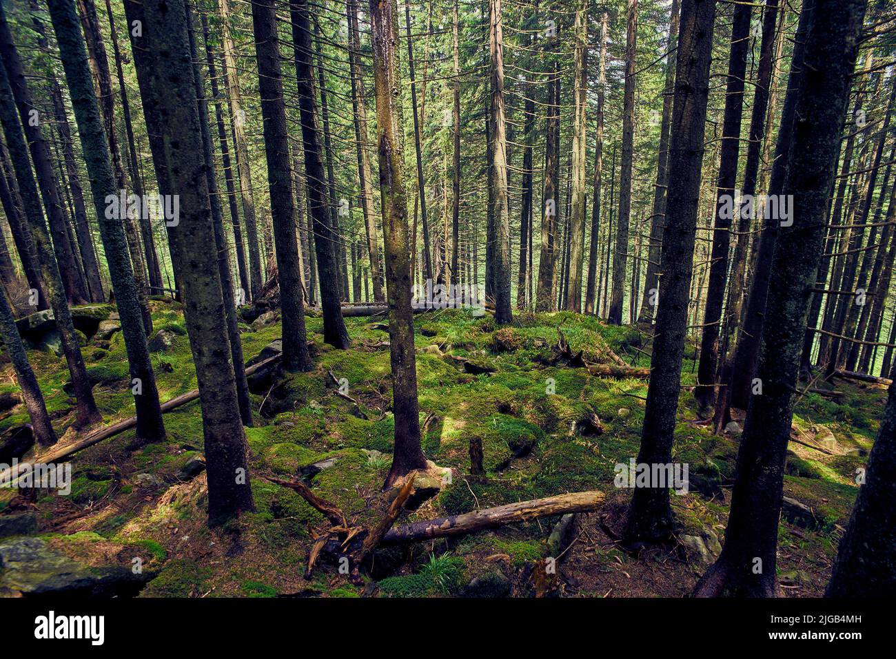 Thick mist in wet mountains hi-res stock photography and images - Alamy
