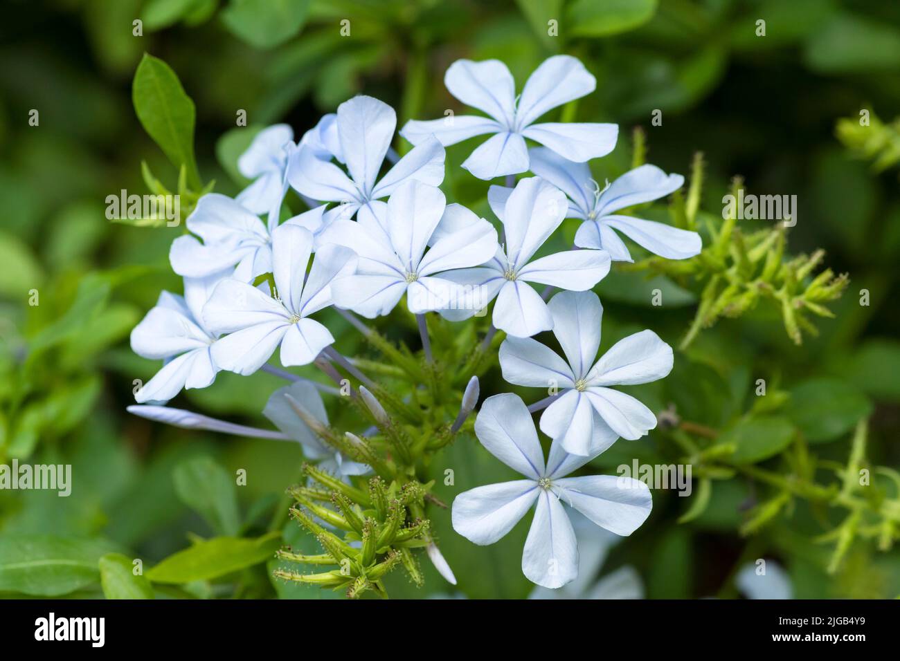 Plumbago Auriculata flowering shrub, flowers Stock Photo