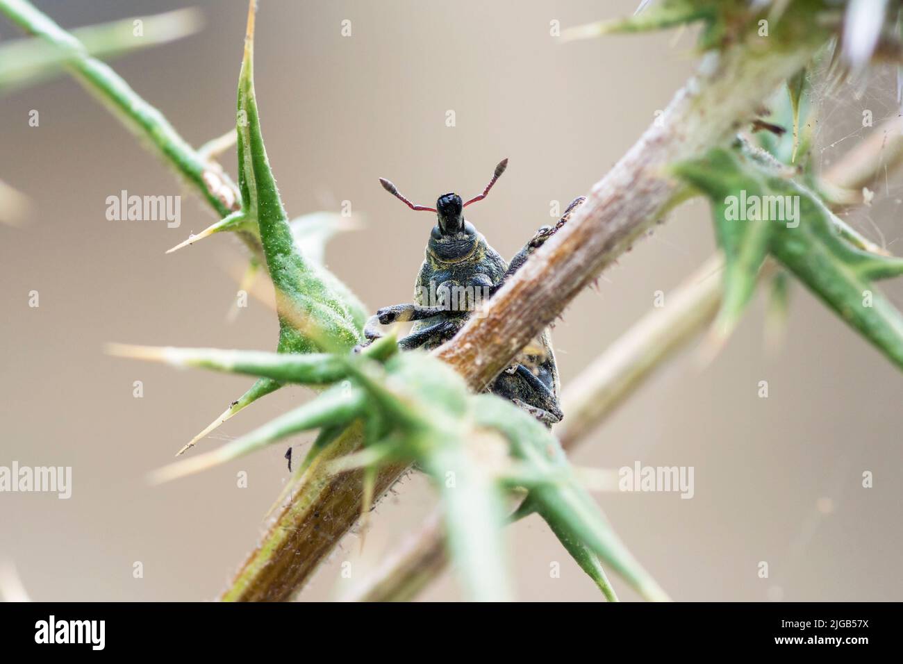 Larinus Onopordi true weevil on a thistle Stock Photo