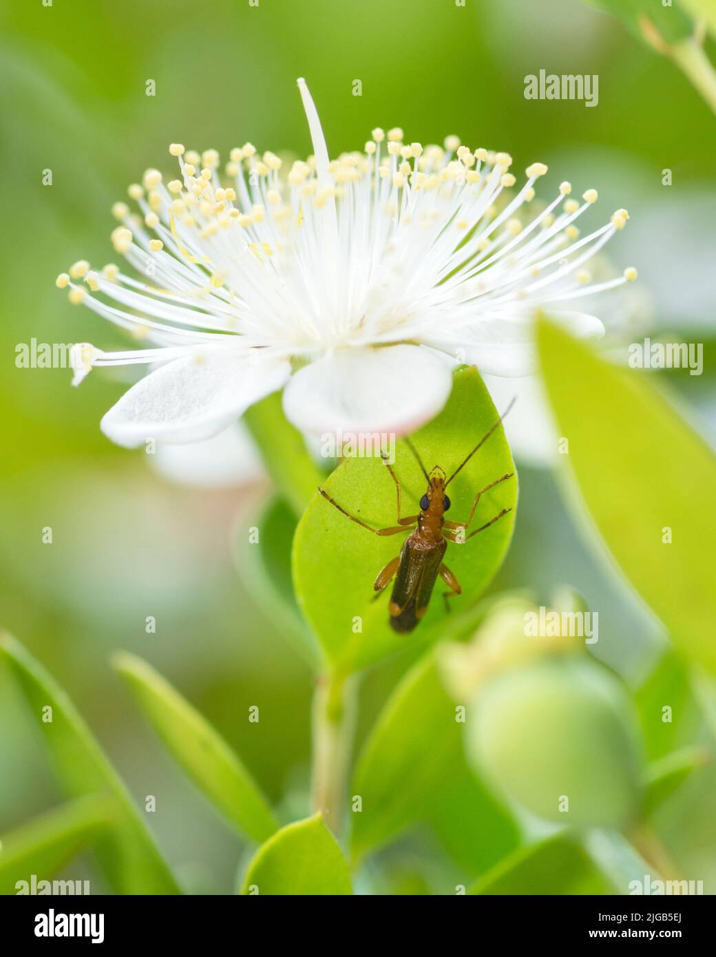 Soldier beetle (Rhagonycha) on a common myrtle leaf (Myrtus Communis) Stock Photo