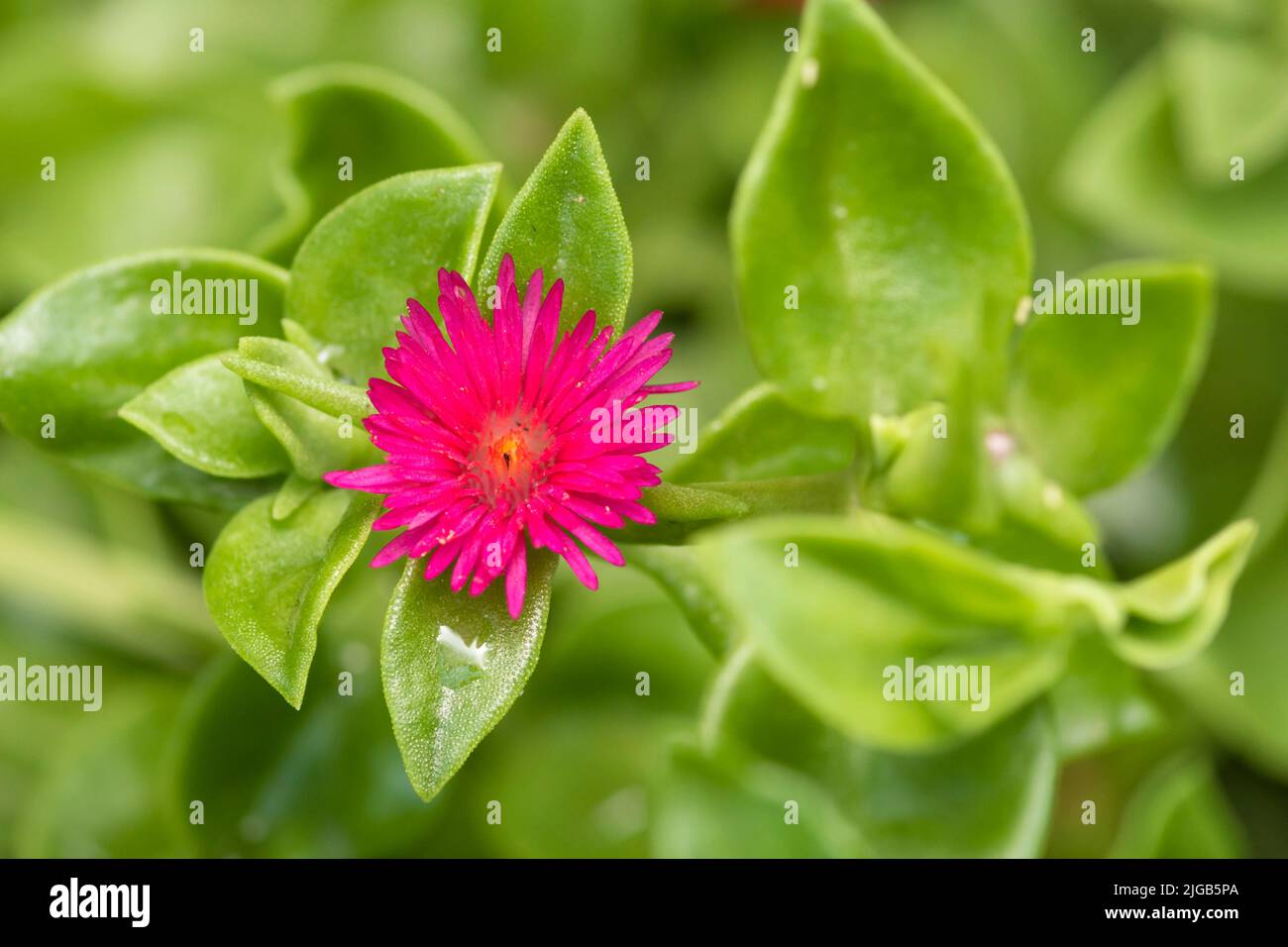 Baby Sun Rose flower in bloom, Mesembryanthemum Cordifolium Stock Photo