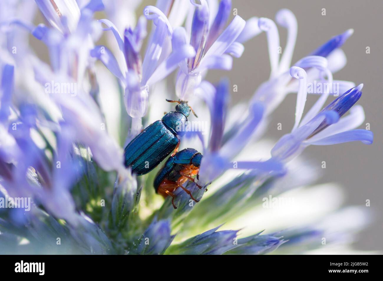 Melyris bicolor beetle on a globe histle flower (Echninops), Melyris bicolor Fabricius, 1801 Stock Photo
