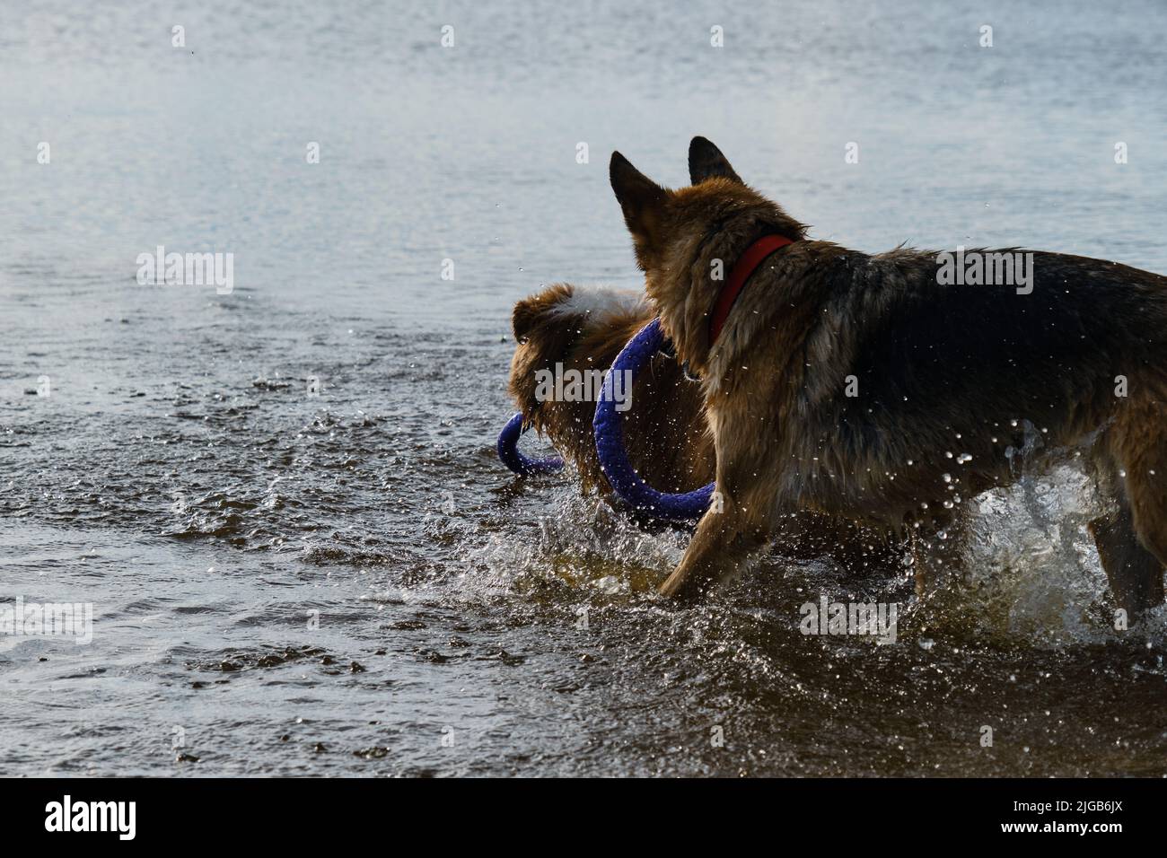 Active games with dogs on sea in summer. Two Shepherds German and Australian run into lake to get their toys out of water. Wet dogs on walk on beach. Stock Photo