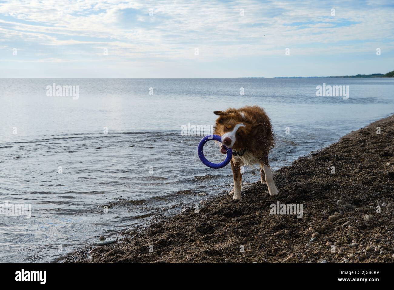 Wet Australian Shepherd dog after swimming. Aussie chocolate color